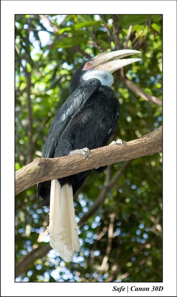 2006 - 08 - Pattaya - Crocodile farm 45